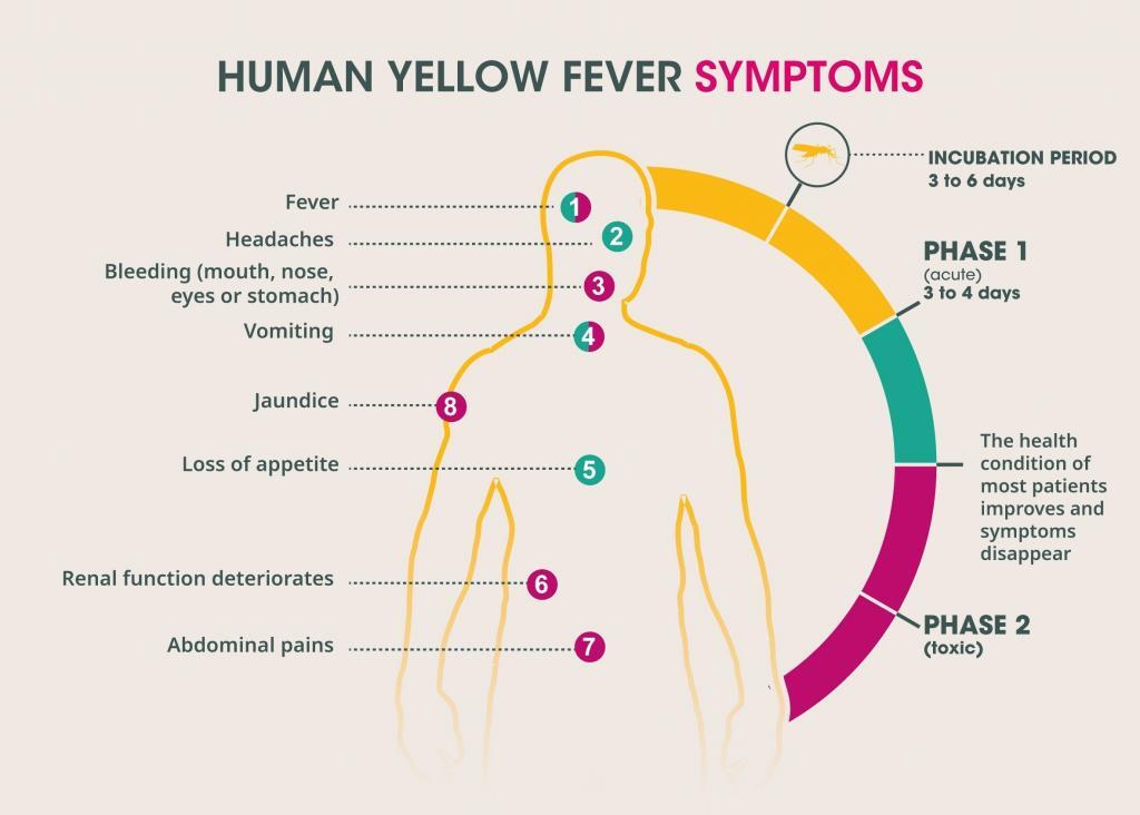 yellow fever human symptoms diagram